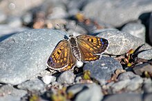 A photo of a Lycaena tama butterfly on some small rocks