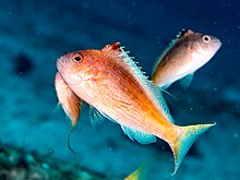 Lyretail hawkfish (Cyprinocirrhites polyactis) (42826229994) .jpg