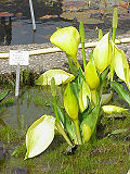 Vignette pour Lysichiton americanus