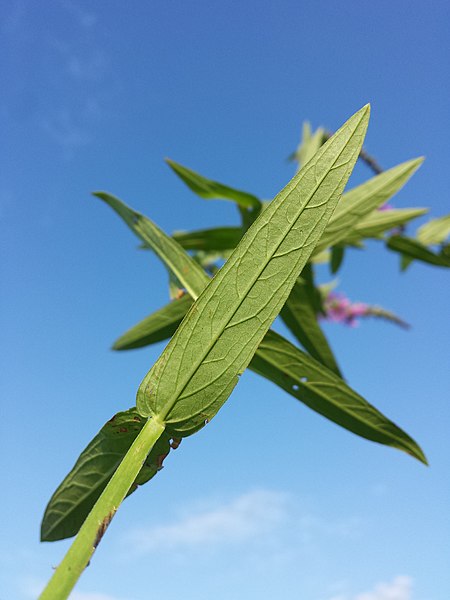 File:Lythrum salicaria sl4.jpg