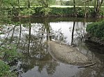 Mouth of the beaver in the Kocher near Rosengarten-Westheim with sediment island from N.jpg