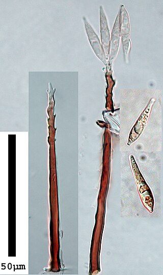 <span class="mw-page-title-main">Pyriculariaceae</span> Family of fungi