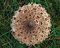 Macrolepiota procera