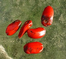 Individual seeds