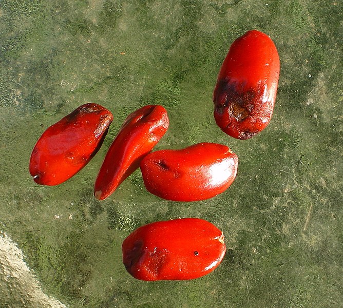 File:Magnolia grandiflora seeds.jpg