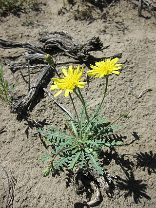 <i>Malacothrix sonchoides</i> Species of flowering plant
