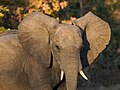 * Nomination Young male African bush elephant (Loxodonta africana) crossing the road in early morning sunlight, Kafue National Park --Tagooty 00:08, 4 September 2023 (UTC) * Promotion  Support Good quality. --Rjcastillo 01:13, 4 September 2023 (UTC)