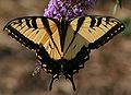 Male Papilio glaucus