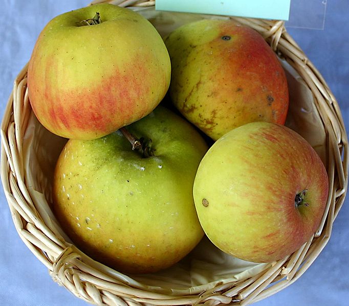 File:Malus-Ingol.jpg