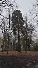 Sequoia selbelang feb2017 - 3.jpg