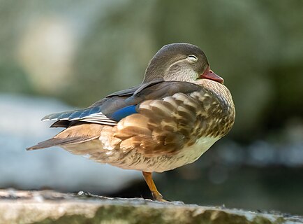 Sleepy mandarin duck male in eclipse plumage