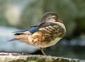 * Nomination Mandarin duck in Royal Lazienki Park --Rhododendrites 03:36, 29 August 2024 (UTC) * Promotion  Support Good quality.--Agnes Monkelbaan 04:05, 29 August 2024 (UTC)  Support Good quality. --Mickaël en résidence 07:19, 29 August 2024 (UTC)