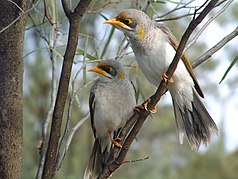 Gelbstirn-Schwatzvogel (Manorina flavigula)