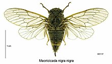 Maoricicada nigra nigra female.jpg