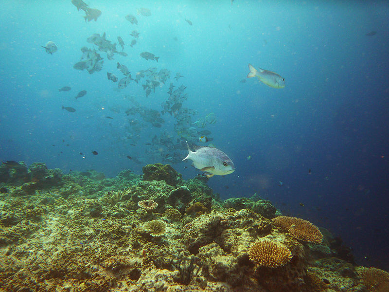 File:Maratua reef (39).jpg