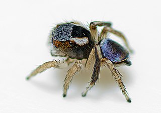 <i>Maratus anomalus</i> Species of jumping spider