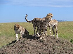 Mladí gepardi v Masai Mara