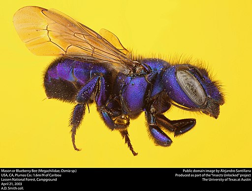 Mason Bee or Blueberry Bee (Megachilidae, Osmia sp.)