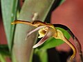 Maxillaria pseudoreichenheimiana