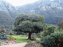 Maytenus Oleoides - qandil sham daraxti - Keyptaun Park.jpg