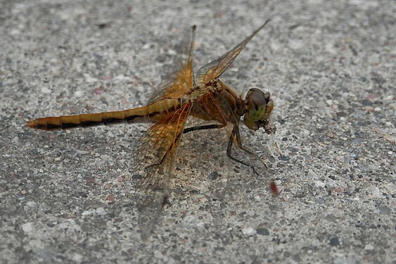 Dragonfly (Anisoptera) Eating a Moth