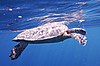 Meeresschildkröte (Eretmochelys imbricata)..DSCF1228OB.jpg
