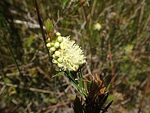 Melaleuca paludicola blomster.jpg