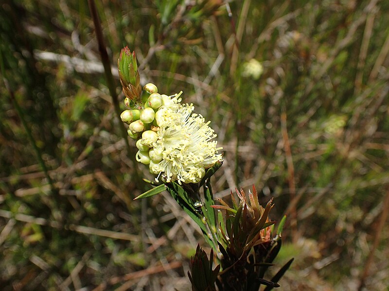 File:Melaleuca paludicola flowers.jpg