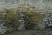 Menhir Men Rouz (Lesconil) .JPG