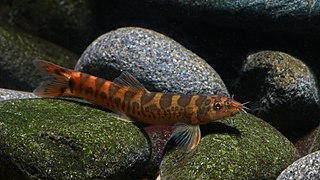 <i>Mesonoemacheilus petrubanarescui</i> Species of fish