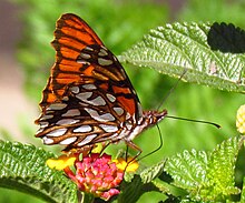 Meksika Silverspot, Kito, Ekvador.jpg