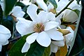 Magnolia-flower (here the fragrant flowers of magnolia doltsopa)