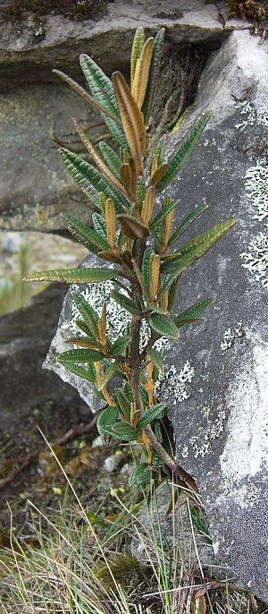 Sumapaz Páramo: Zgodovina, Geografija, Geologija