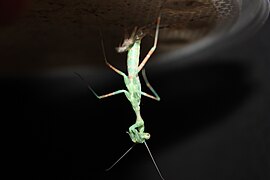 Miomantis binotata sub adult male ecdysis.JPG