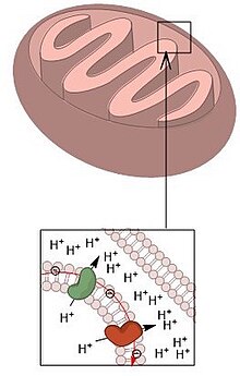 Protons being pumped from the mitochondrial matrix into the intermembrane space as the electron transport chain runs, lowering the pH of the intermembrane space. Mitochondria Intermembrane pH.jpg