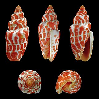 <i>Mitra stictica</i> Species of gastropod