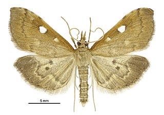 <i>Mnesictena marmarina</i> Species of moth