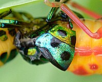 Scutelleridae - Wikipedia