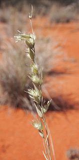 <i>Monachather</i> Genus of grasses