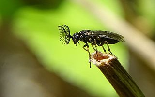 Diprionidae Family of sawflies