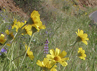 <i>Monolopia</i> Genus of flowering plants