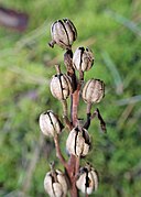 Fruits