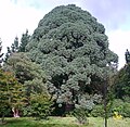 Montezuma Pine at Sheffield Park.jpg