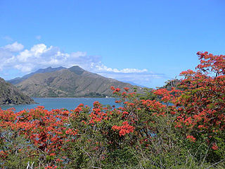 <span class="mw-page-title-main">Mont Panié</span> Mountain in New Caledonia