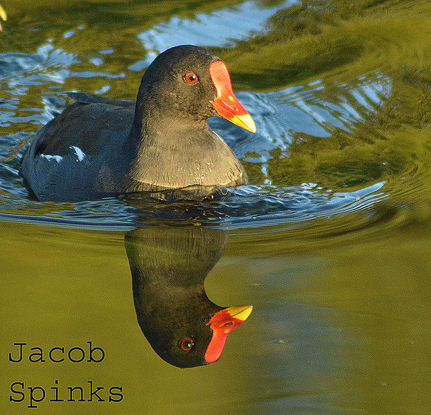 File:Moorhen (9881379766).jpg