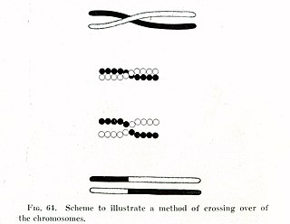 <span class="mw-page-title-main">Muller's ratchet</span> Accumulation of harmful mutations