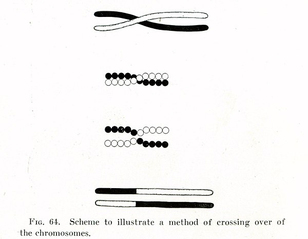 Morgan's illustration of crossing over, from his 1916 A Critique of the Theory of Evolution