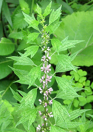 Motherwort.jpg