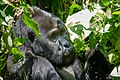 * Nomination: Mountain gorilla (Gorilla beringei beringei) --Snowmanstudios 18:26, 17 June 2022 (UTC) * Review The white is blown out. --Steindy 19:40, 17 June 2022 (UTC)