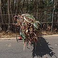 * Nomination Woman carrying a bundle of wood, Mount Entoto, Addis Ababa, Ethiopia --Poco a poco 08:07, 2 March 2024 (UTC) * Promotion  Support Good quality. --Ermell 08:13, 2 March 2024 (UTC)